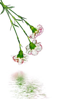 karanfil çiçekleri beyaz arkaplanda izole edilmiş