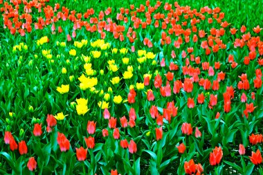 kırmızı ve sarı laleler