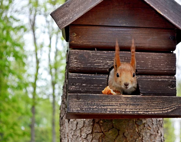 Eichhörnchen im Park an der Lodge — Stockfoto