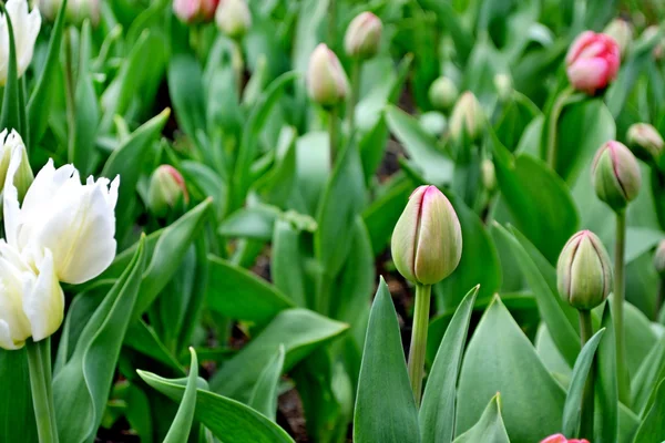 Flower buds of tulips — Stock Photo, Image
