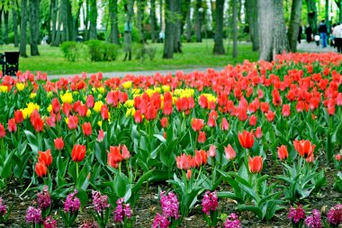 Gomel şehir parkında. Çiçek Lale