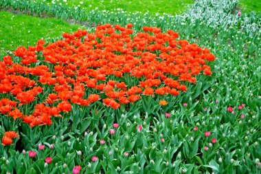 Çiçek Lale çiçek yatak