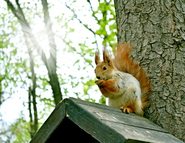 Eichhörnchen im Park an der Lodge — Stockfoto