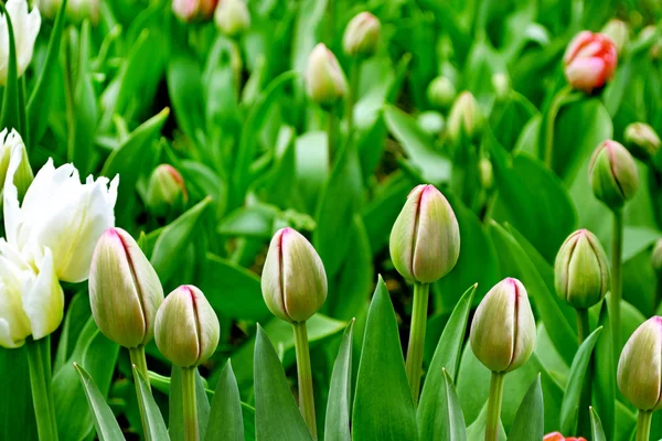 Flower buds of tulips — Stock Photo, Image