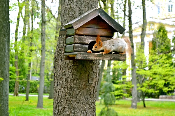 Eichhörnchen im Park an der Lodge — Stockfoto