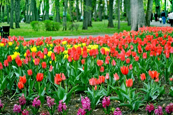 Park in the city of Gomel. Flowers tulips — Stock Photo, Image