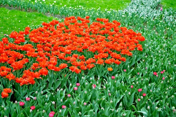 Un lit de fleurs avec des tulipes de fleurs — Photo