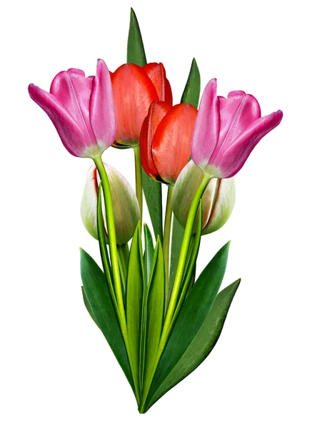 Spring flowers tulips isolated on white background — Stock Photo, Image