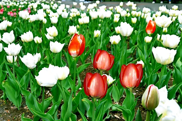 White and red tulips — Stock Photo, Image