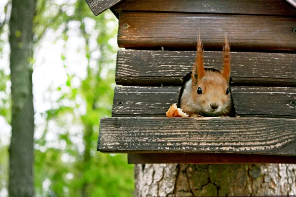 Eichhörnchen im Park an der Lodge — Stockfoto