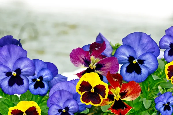 Maceška květiny — Stock fotografie