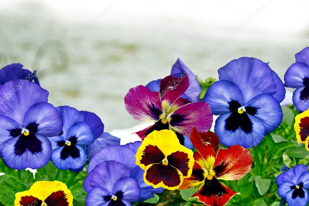 pansy flowers