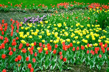 kırmızı ve sarı laleler