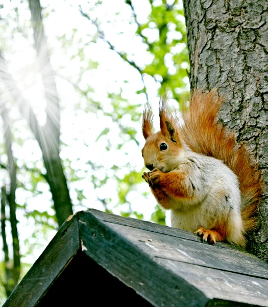 Scoiattolo nel parco al lodge — Foto Stock