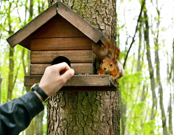 The man in the park squirrel feeding from a hand — Stock Photo, Image