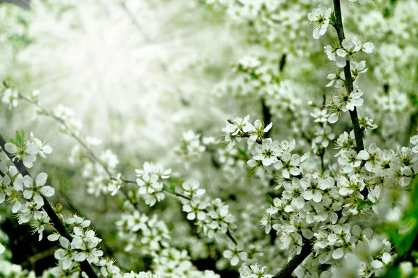 Flowering branch of apricot — Stock Photo, Image