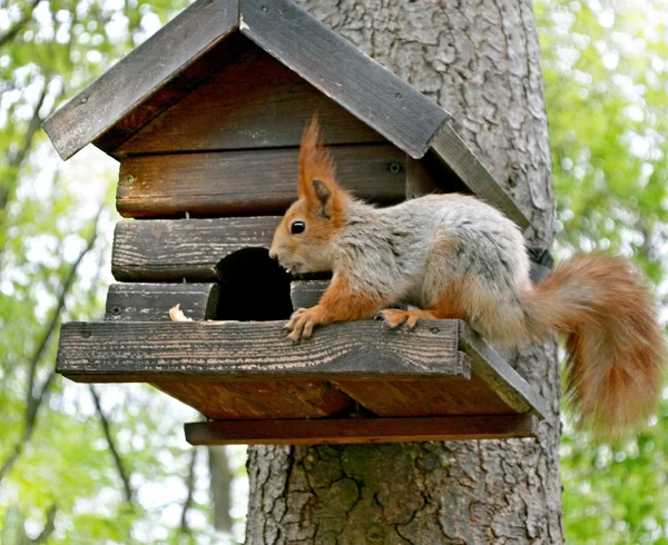 Eichhörnchen im Park an der Lodge — Stockfoto