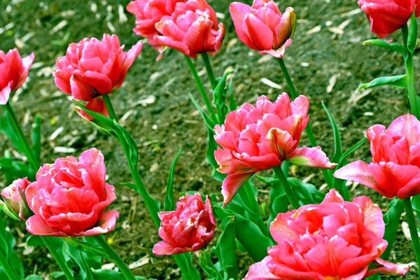 Rosa Tulpen — Stockfoto