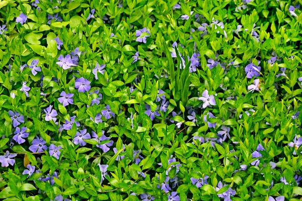 Paisagem verão. as flores esquecem-me — Fotografia de Stock