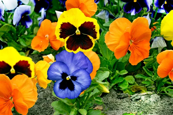 Pansy flowers — Stock Photo, Image