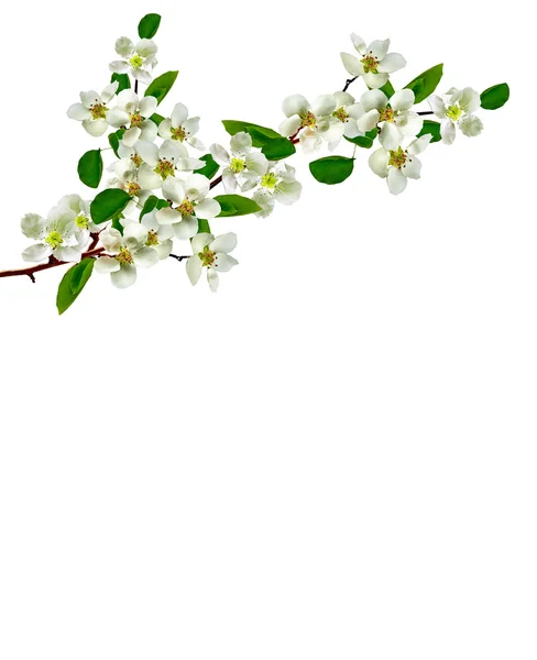 Tak van apple blossom — Stockfoto