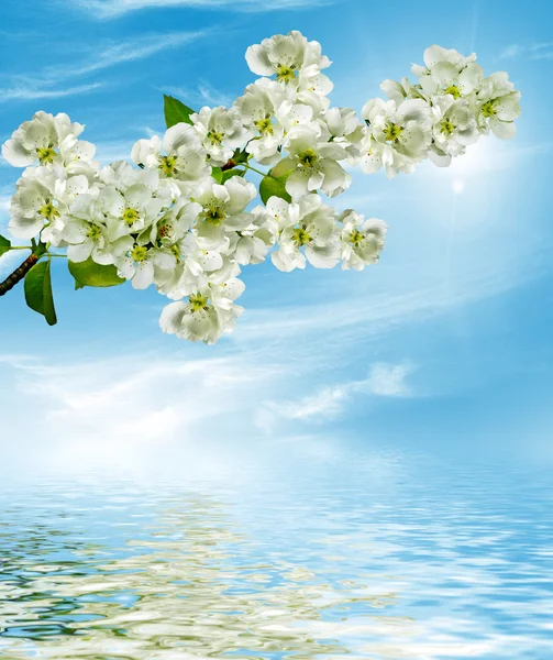 Ramo dei fiori di ciliegio contro il cielo blu con le nuvole — Foto Stock