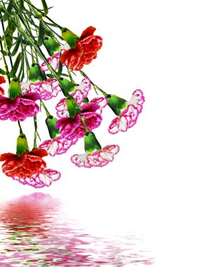 karanfil çiçekleri beyaz arkaplanda izole edilmiş