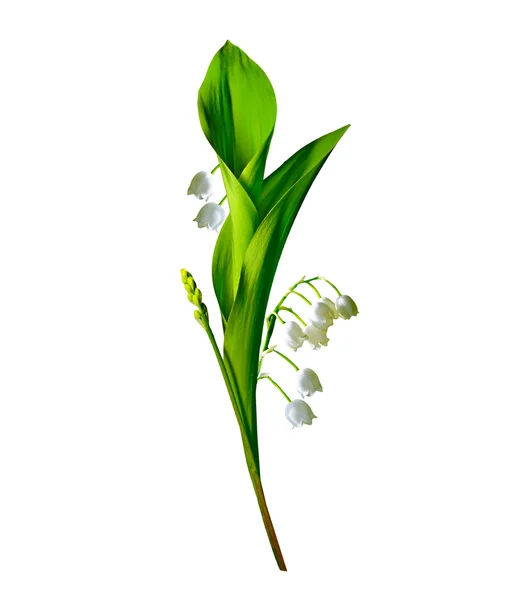 Oddział Lilie kwiatów doliny, na białym tle na biały bac — Zdjęcie stockowe