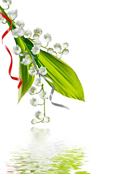 The branch of lilies of the valley flowers isolated on white bac — Stock Photo, Image