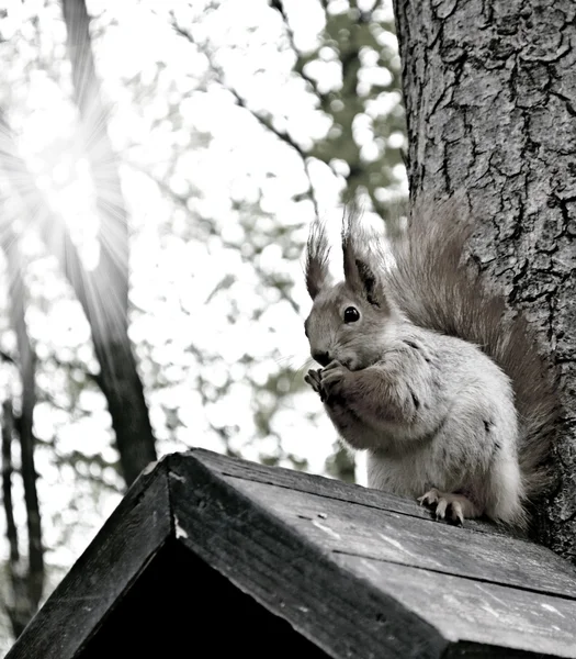 Eichhörnchen im Park an der Lodge — Stockfoto