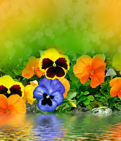 Pansy flowers — Stock Photo, Image