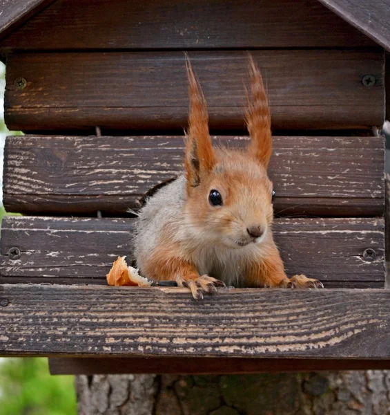 Eichhörnchen im Park an der Lodge — Stockfoto