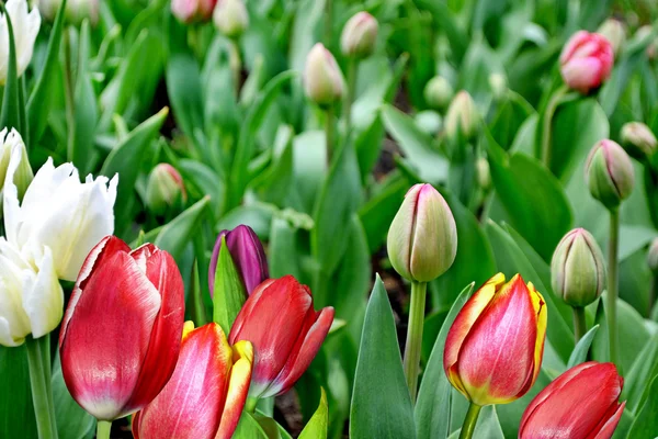 Flower buds of tulips — Stock Photo, Image