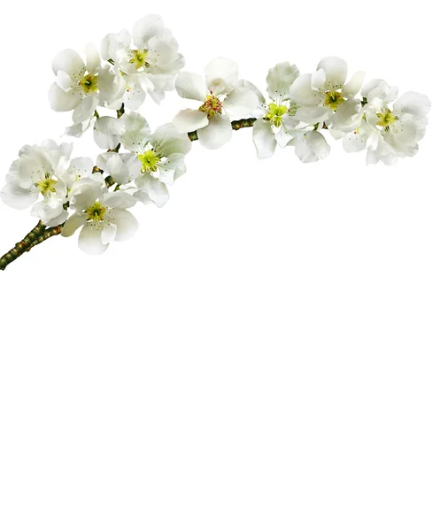 Branche de fleur de pomme — Photo