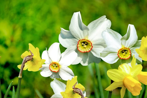 Paesaggio estivo. narcisi di fiori — Foto Stock