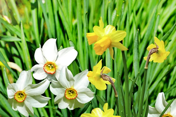 Paesaggio estivo. narcisi di fiori — Foto Stock