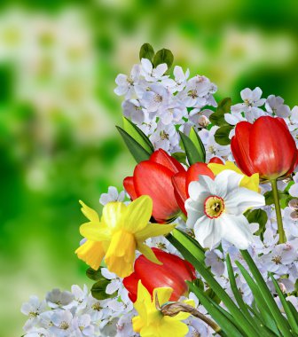 çiçek açan elma ağacı. Lale