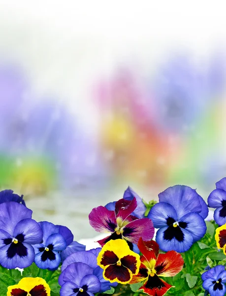 Pansy flowers — Stock Photo, Image