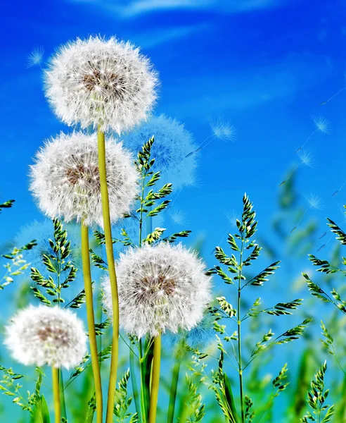 Hierba verde sobre fondo azul cielo — Foto de Stock