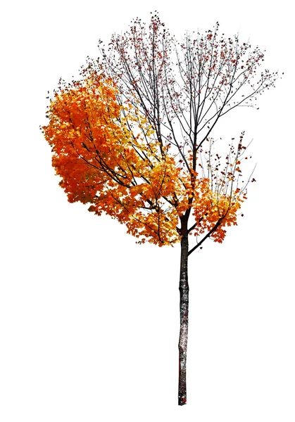 Árbol de arce aislado sobre fondo blanco —  Fotos de Stock