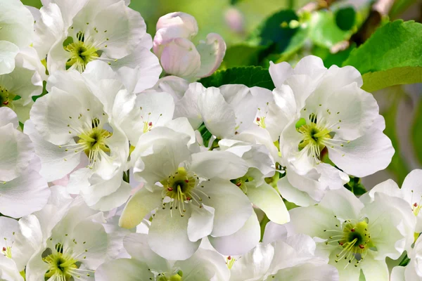 Branche fleurie de la poire — Photo