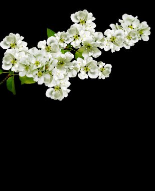 Siyah bir arka plan üzerinde izole armut Şubesi çiçeklenme