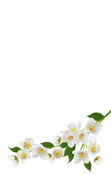 Tak van jasmijn bloemen geïsoleerd op witte achtergrond — Stockfoto