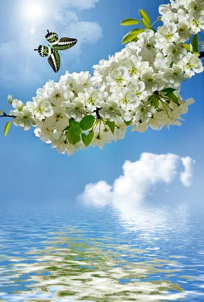 Blommande gren av päron på bakgrund av blå himmel — Stockfoto