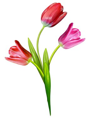 bahar çiçekleri beyaz arkaplanda izole laleler