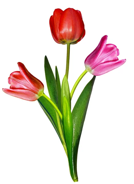 Spring flowers tulips isolated on white background — Stock Photo, Image