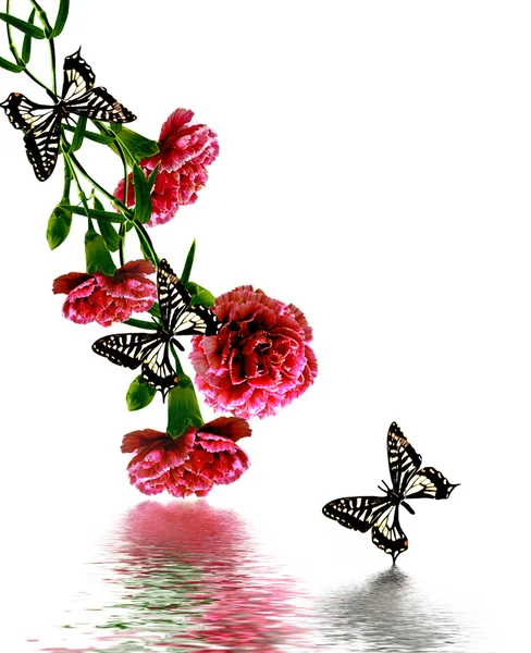Букет гвоздики цветов — стоковое фото