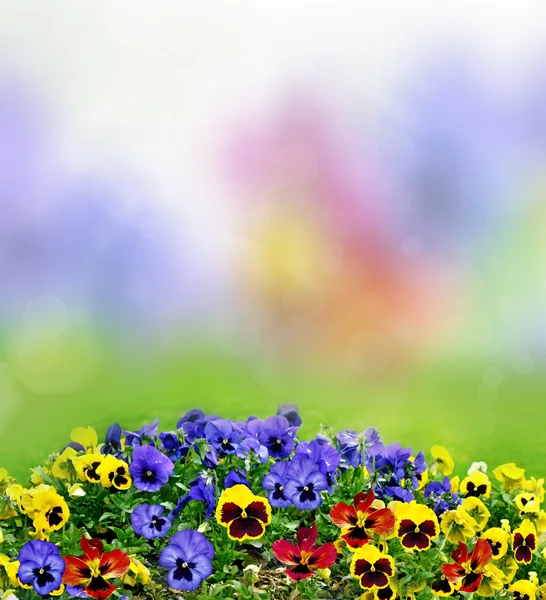 Maceška květiny — Stock fotografie