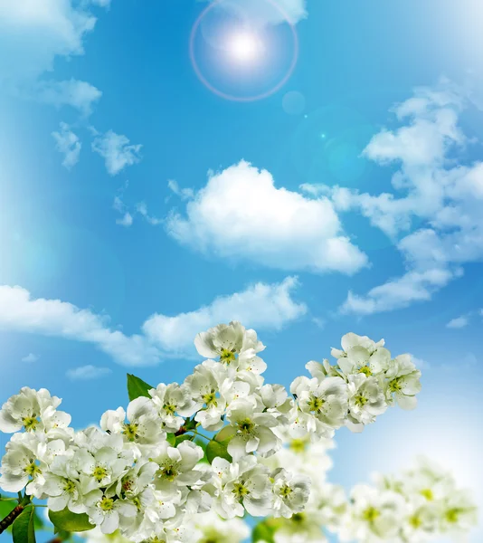 Гілка вишневого цвіту на блакитне небо з хмарами — стокове фото