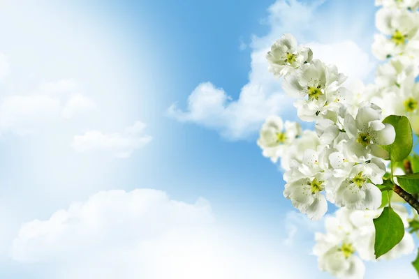 Ramura cireșelor înflorește pe cerul albastru cu nori — Fotografie, imagine de stoc